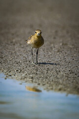 Many kinds of Thailand Birds in their actions.