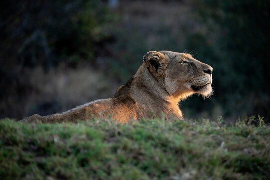 A lioness resting and looking out into the distance