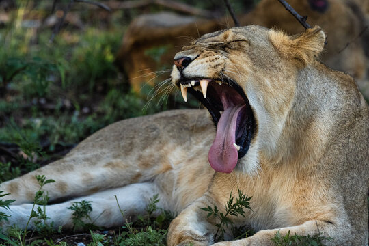 A resting lioness yawning