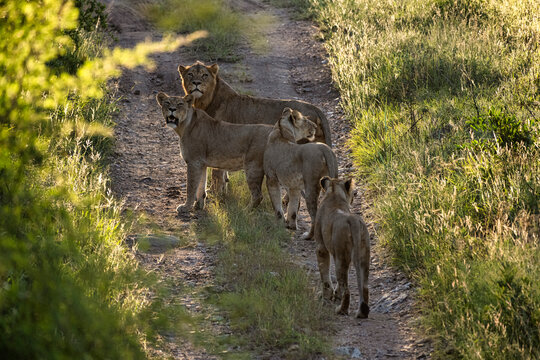 A pride of lions walking along a pathway