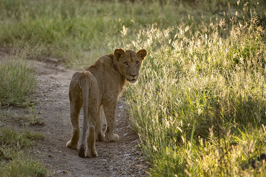 A lioness turning back to look at the camera