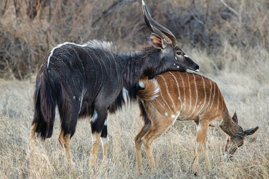 A male nyala resting his head gently on the back of his female companion