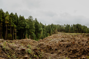 Landscape of cut forest
