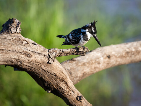 A pied kingfisher perched on a bare solitary branch
