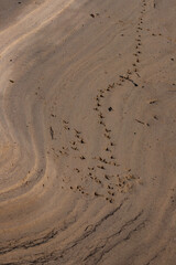 Fototapeta na wymiar Bird tracks on the sand, Narooma, NSW, January 2023
