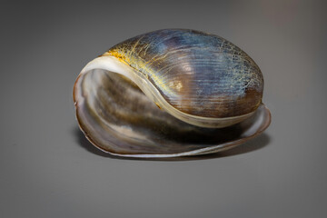 Brown Bubble Shell (Bulla quoyii), Narooma, NSW, January 2023