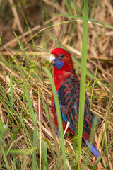 Crimson Rosella immature bird, Narooma, NSW, January 2023