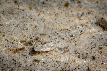 Eastern Longfin Goby (Favonigobius lentiginosus), Narooma, NSW, January 2023