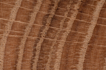 Texture of old wood close-up. Can be used as a background.