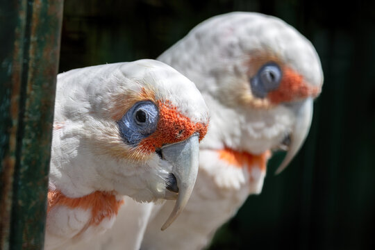 A pair of long-billed corellas, also known as a slender-billed corella, cacatua tenuirostris, against dark background. This is a sociable and gregarious Australian cocaktoo.