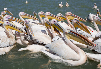 Stado pelikanów pływające po jeziorze