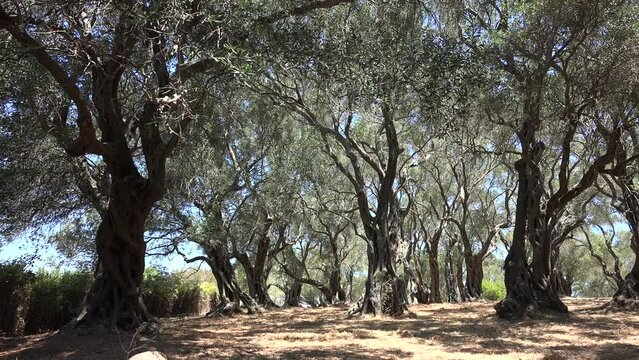 Olive Tree Orchard, Oil Farm, Harvest in Greece, Countryside Culture View 4K