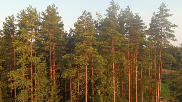 Coniferous forest in autumn sunset arial veiw