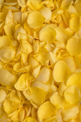 Background of beautiful yellow rose petals. Valentine's day background. Flat lay, top view