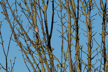 linaria cannabina, linotte mélodieuse