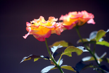 Roses from the Kalimantan forest in Long Pahangai, Mahakam Ulu Regency, East Kalimantan, 11...