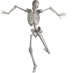 skeleton posing 3d render illustration with transparent background