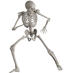 skeleton posing 3d render illustration with transparent background