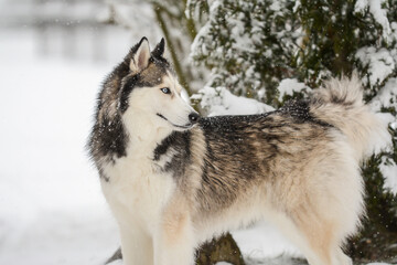 Naklejka premium Siberian Husky portrait in the snow