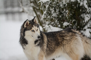 Siberian Husky portrait in the snow