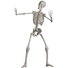 skeleton posing 3d render illustration with transparent background