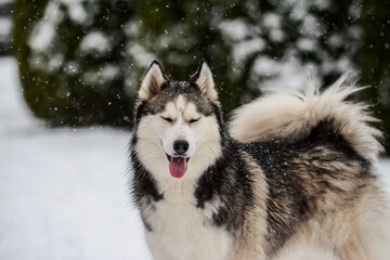 Siberian Husky portrait in the snow