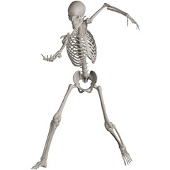 skeleton posing 3d render illustration with transparent background