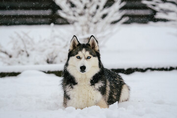 Siberian Husky portrait in the snow