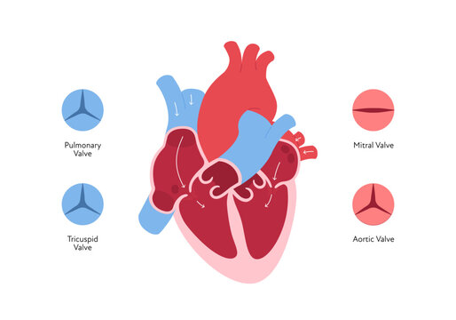 Heart anatomy infographic chart. Vector color flat illustration. Inner organ cross section with blood cerculation and valve anatomical diagram. Design for healthcare, cardiology, education.