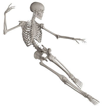 skeleton posing 3d render illustration with transparent background