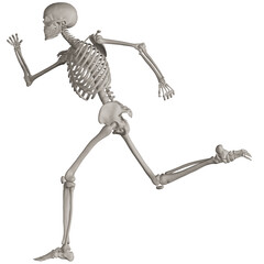 skeleton posing 3d render illustration with transparent background