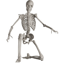 skeleton posing 3d render illustration with transparent background