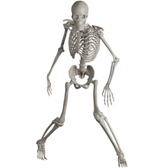 skeleton posing 3d render illustration with transparent background