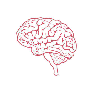 Brain. The image of the brain in a linear style. The silhouette of the human brain. Vector illustration isolated on a white background