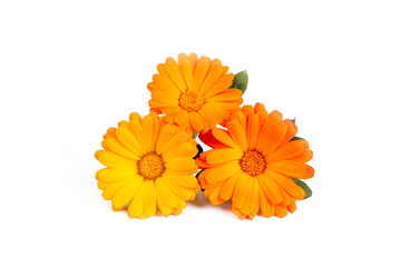 Marigold flowers with green leaf isolated on white background. Calendula flower