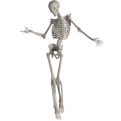 skeleton posing 3d render illustration with transparent background