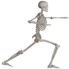 skeleton posing 3d render illustration with transparent background