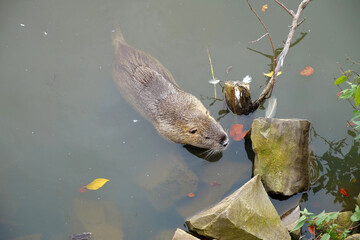 Nutria swims in the lake - Powered by Adobe