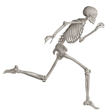 skeleton posing 3d render illustration with transparent background