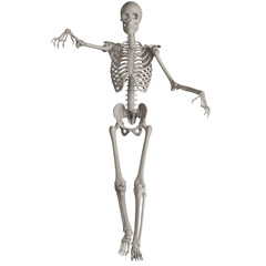 skeleton posing 3d render illustration with transparent background