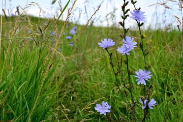 Obraz na płótnie Canvas A field of grass with blue flowers of chicory isolated on green grass background