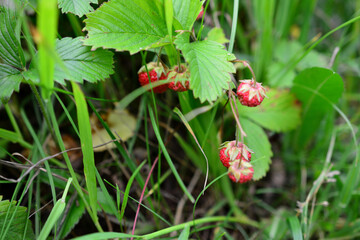 A bunch of red wild strawberries are growing in the grass on the bush with green leaves