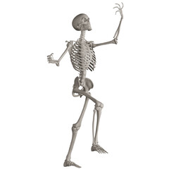 skeleton posing 3d render illustration with transparent background