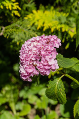 Huge balls of Hydrangea with pink inflorescences on  blurred background of greenery of garden. Selective focus. Close-up. Nature concept for design.