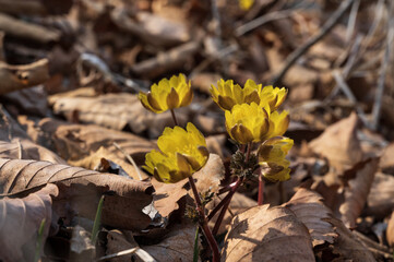 yellow flowers bloom in the forest