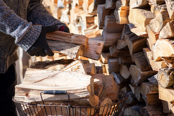 Man piling dry split firewood to basket from stack for making barbecue. Using harvested dry firewood