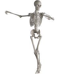 skeleton posing 3d render illustration with transparent background