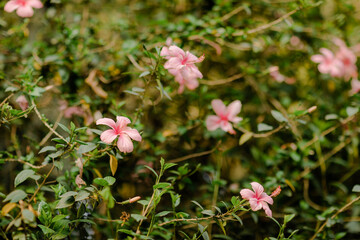 Obraz premium pink flowers in a garden