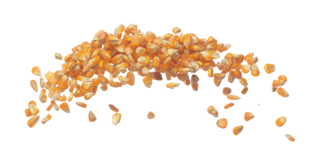 Corn dried seed grain fly in mid air. Yellow Golden corn seed falling scatter, explosion float in shape form line group. White background isolated freeze motion high speed shutter