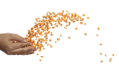 Corn dried seed grain fly in hand. Yellow Golden corn seed falling scatter, explosion float in...